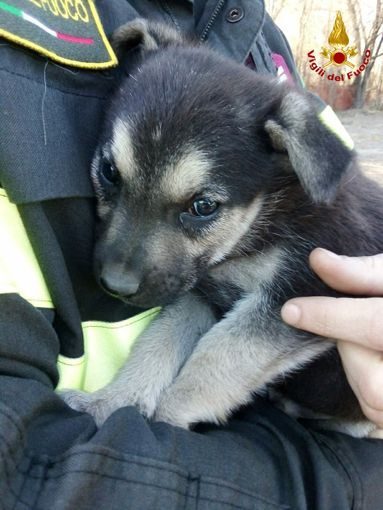 Due cuccioli restano intrappolati in una tubazione interrata: salvati dai vigili del fuoco