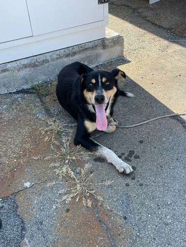 cane abbandonato borgaro