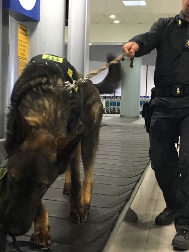 Fermato a Caselle con foglie di cocaina nel trolley: sessantenne nei guai