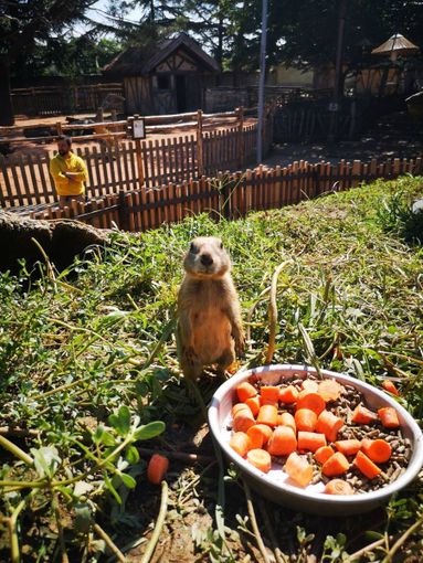 Al bioparco Zoom sbarca il Family Oktoberfest Al bioparco Zoom sbarca il Family Oktoberfest