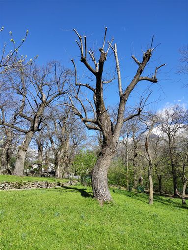 Recupero castagneti abbandonati in Val Susa Recupero castagneti abbandonati in Val Susa