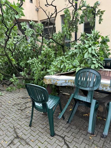 maltempo danni e alberi caduti maltempo danni e alberi caduti