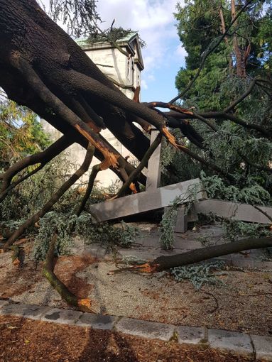 Maltempo, alberi crollano al cimitero Monumentale: tombe danneggiate Maltempo, alberi crollano al cimitero Monumentale: tombe danneggiate