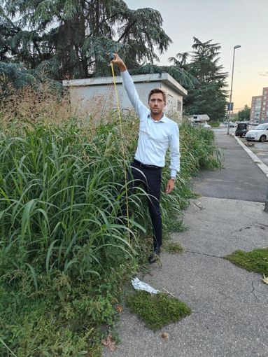 erba alta due metri erba alta due metri