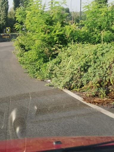 Erba alta in lungo Stura Lazio e curva delle Cento Lire, Petrarulo: "Il taglio è un optional?" Erba alta in lungo Stura Lazio e curva delle Cento Lire, Petrarulo: "Il taglio è un optional?"