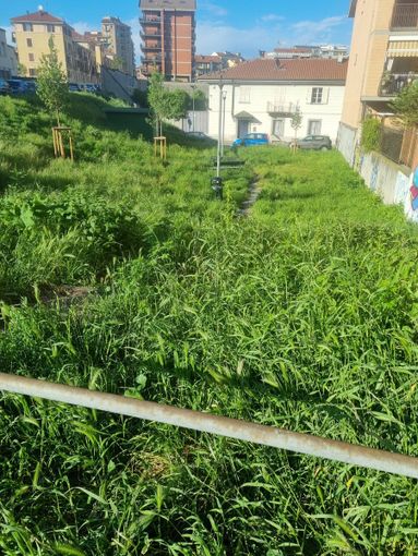 Da via Livorno a via Stampini e corso Cadore, a Torino c'è l'erba alta: al via gli sfalci