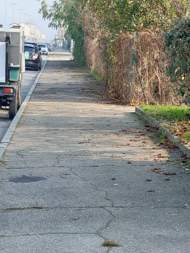 La giungla urbana della Circoscrizione 6: "Verde fuori controllo e marciapiedi danneggiati" La giungla urbana della Circoscrizione 6: "Verde fuori controllo e marciapiedi danneggiati"