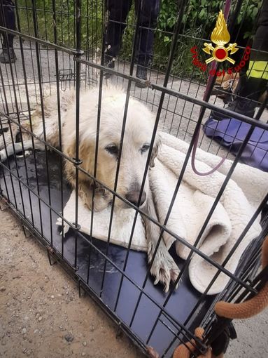 Cane incastrato tra le rocce di un rio a Chieri tratto in salvo dai Vigli del Fuoco Cane incastrato tra le rocce di un rio a Chieri tratto in salvo dai Vigli del Fuoco