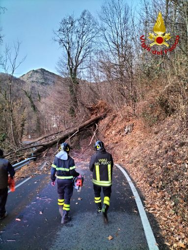 Alberi abbattuti per il forte vento in Valle di Susa Alberi abbattuti per il forte vento in Valle di Susa