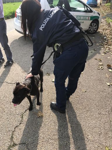 Pitbull smarrito nella zona industriale di Nichelino ritrovato dalla Polizia locale Pitbull smarrito nella zona industriale di Nichelino ritrovato dalla Polizia locale