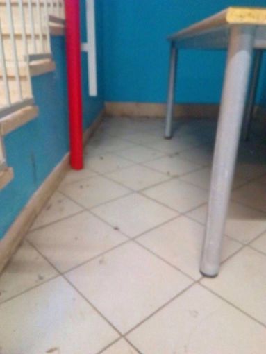 Rientro tra i banchi con sorpresa: in mensa c'erano gli scarafaggi. "Ma il servizio non era ancora attivo"