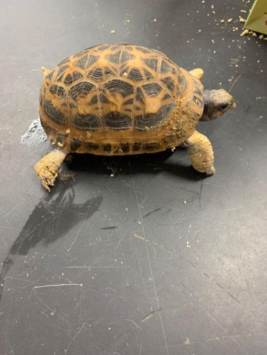 tartaruga tartaruga