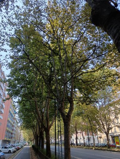 piante malate per gli insetti