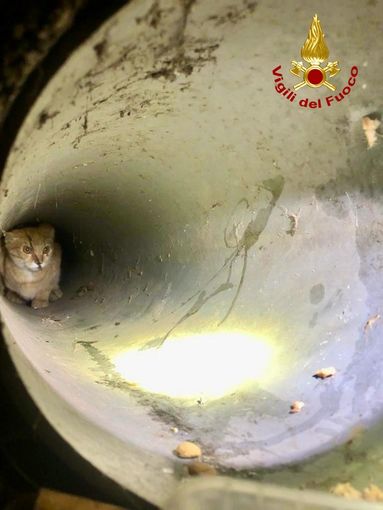Vigili del fuoco recuperano gatto in un tombino Vigili del fuoco recuperano gatto in un tombino
