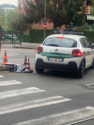 Capriolo morto in corso Belgio dopo l'investimento