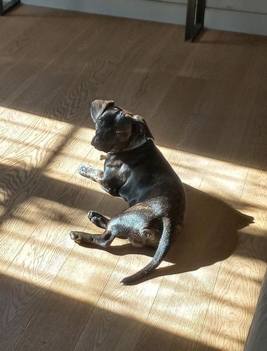 Cane scappa da casa in zona Madonna del Pilone: ritrovato dai proprietari dopo l'appello sui social Cane scappa da casa in zona Madonna del Pilone: ritrovato dai proprietari dopo l'appello sui social
