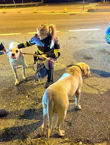 cani abbandonati cani abbandonati