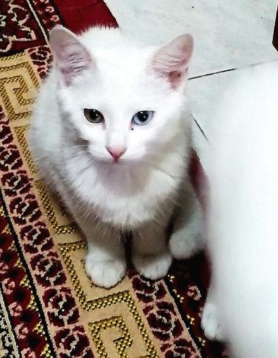 Gattina smarrita in strada del Drosso a Torino