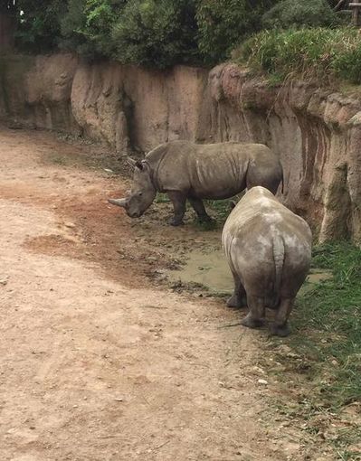 Al Parco di Zoom si sente un forte accento inglese: sono arrivati i fratelli Ian e John, rinoceronti timidi (FOTO e VIDEO) Al Parco di Zoom si sente un forte accento inglese: sono arrivati i fratelli Ian e John, rinoceronti timidi (FOTO e VIDEO)
