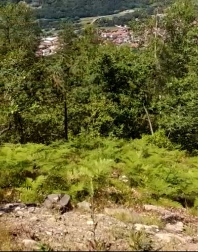 La zona di borgata Miandassa in cui sono state tagliate le piante