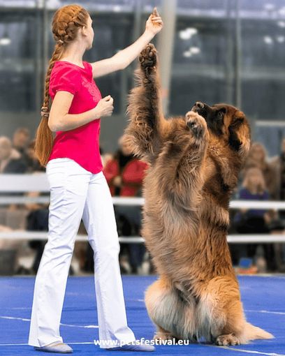 dog dance