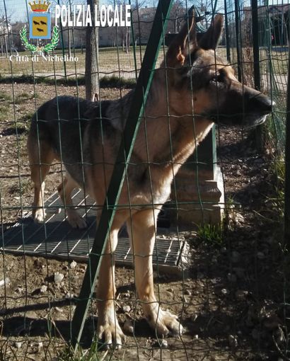 L'Ufficio tutela animali di Nichelino ritrova un cane smarrito L'Ufficio tutela animali di Nichelino ritrova un cane smarrito