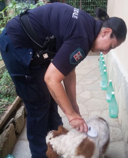 Nichelino, denunciato dalla Polizia locale per aver messo al cane un collare elettrico antiabbaio Nichelino, denunciato dalla Polizia locale per aver messo al cane un collare elettrico antiabbaio