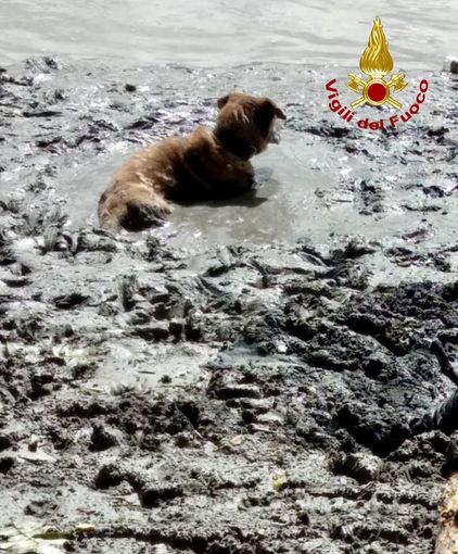 Shakti e Oliver: i due cani salvati insieme al loro proprietario dalle sabbie mobili del Po