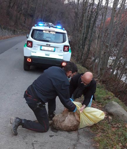 Lupo femmina investito Angrogna 22 dicembre 2020