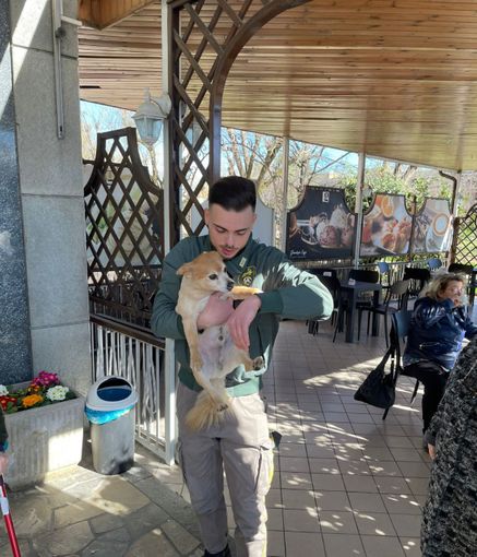 Cane sollevato dal padrone