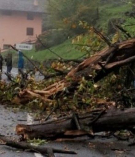 Rinvio a giudizio per l'omicidio colposo dei pensionati di Villarbasse travolti da un castagno Rinvio a giudizio per l'omicidio colposo dei pensionati di Villarbasse travolti da un castagno