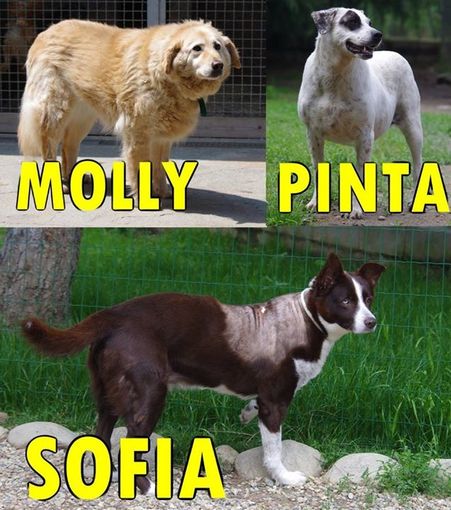 Quattro zampe piemontesi in attesa di una sistemazione felice Quattro zampe piemontesi in attesa di una sistemazione felice