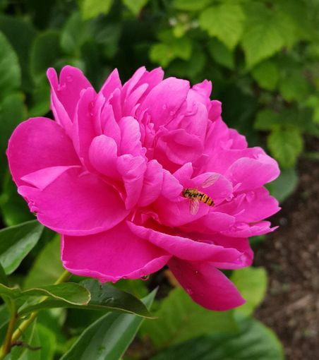 I segreti della peonia, che nonostante i fiori fugaci è considerata un'icona dell'immortalità