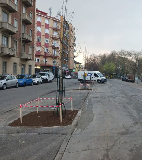 Un po' d'ombra per il mercato di corso Chieti: piantati nuovi alberi “liquidambar”