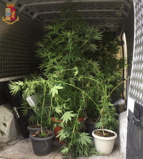 Sul calendario appuntava i progressi delle sue piante. Di Marijuana. Arrestato Sul calendario appuntava i progressi delle sue piante. Di Marijuana. Arrestato