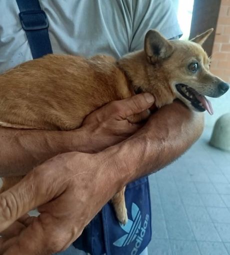 Si cerca disperatamente la Pinscher Trilly: &quot;300 euro per chi la porta a casa&quot;
