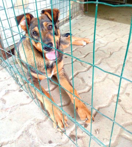 Nuovi cuccioli cercano casa a Torino e dintorni
