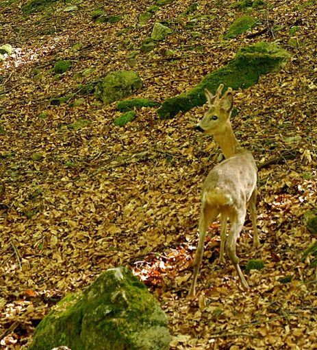 Bloccata la selezione dei caprioli, Confagricoltura denuncia: "Danni gravissimi" Bloccata la selezione dei caprioli, Confagricoltura denuncia: "Danni gravissimi"