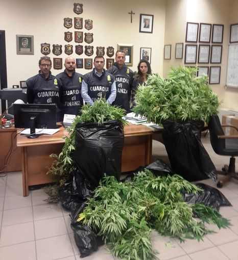 Cantina trasformata in serra per coltivare marijuana: arrestato dalla Guardia di Finanza
