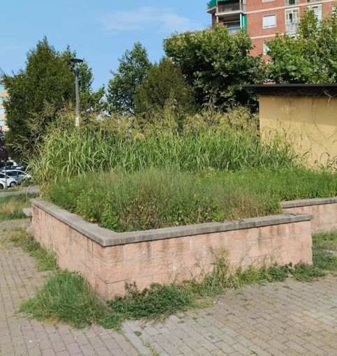 Erba alta a Torino Erba alta a Torino