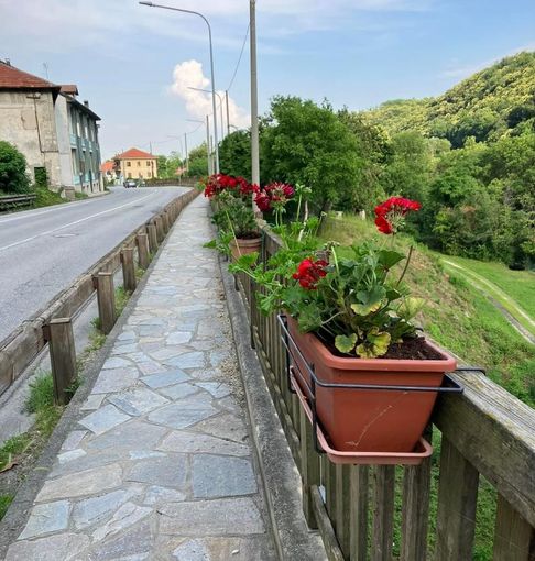 Alcuni dei fiori piantati dalla Pro loco Alcuni dei fiori piantati dalla Pro loco