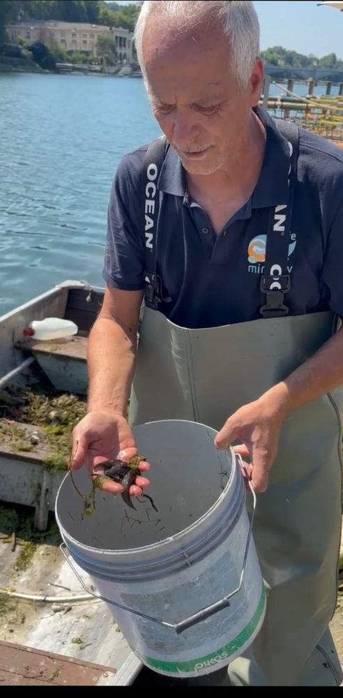 Operazione di pulizia dai rifiuti lungo il Po: recuperati anche pesci siluro