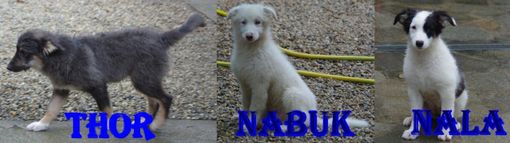 Quattro zampe piemontesi in cerca di sistemazione Quattro zampe piemontesi in cerca di sistemazione