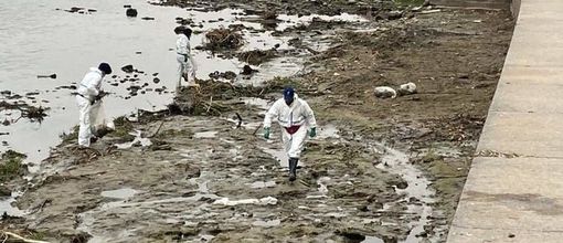 "Trashchallenge – Operazione Po”, sabato un'iniziativa di ripulitura speciale delle sponde del fiume "Trashchallenge – Operazione Po”, sabato un'iniziativa di ripulitura speciale delle sponde del fiume