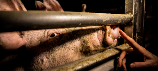Coldiretti Piemonte, suini:"Stop speculazione dei macelli" Coldiretti Piemonte, suini:"Stop speculazione dei macelli"