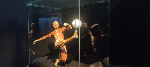 Body Worlds Vital