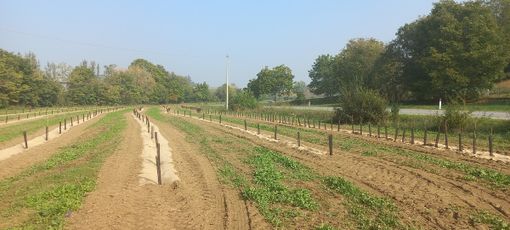 Chieri, piantati 5.500 nuovi alberi e arbusti Chieri, piantati 5.500 nuovi alberi e arbusti