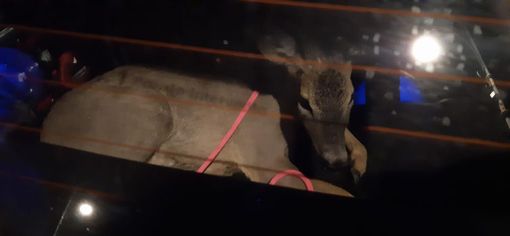 capriolo - foto d'archivio capriolo - foto d'archivio