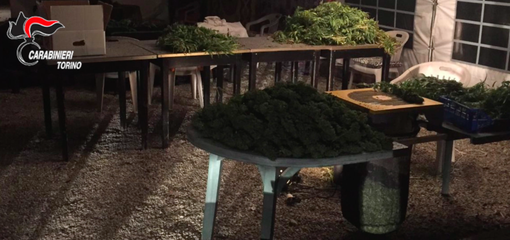 Blitz dei carabinieri nel &quot;maneggio della droga&quot;: sequestrati 40 chili di marijuana [VIDEO]