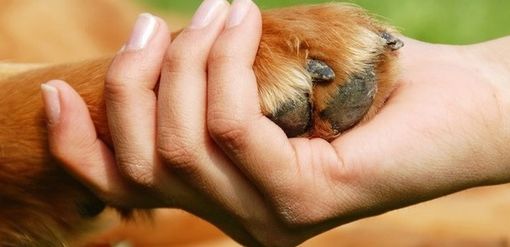 Pet therapy, Gallo (Pd): &quot;Bene la ripresa degli interventi&quot;